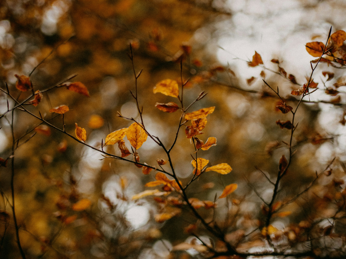 Unwind & Align: A Meditation Journey with Anita Boh, Oct 26