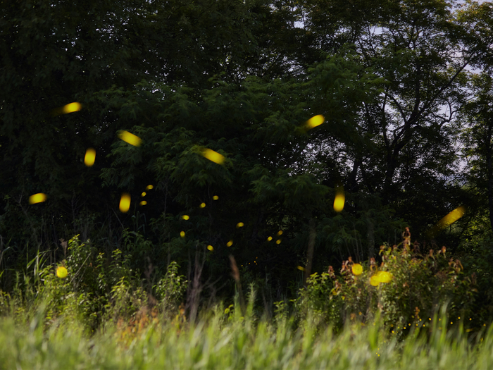 Yoga Journey: Explore Tittibhasana - Firefly Flow with Rey Fernandez, Nov 15